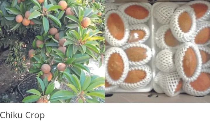 Chiku Crop : चिकू फळांचे काढणीपश्‍चात तंत्रज्ञान