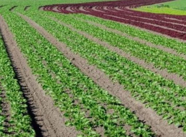 विषमुक्त शेती:राज्यात 25 हजार एकरांवर सेंद्रिय शेती; 10 हजार शेतकऱ्यांचा सहभाग; ज्वारी, बाजरी, भाजीपाला, आंबा, गुळाचे उत्पादन