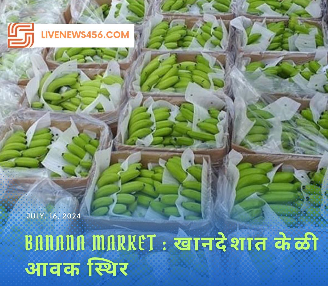 Banana Market : खानदेशात केळी आवक स्थिर